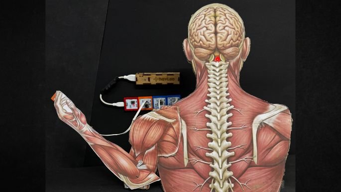 reflex action working model blog header image